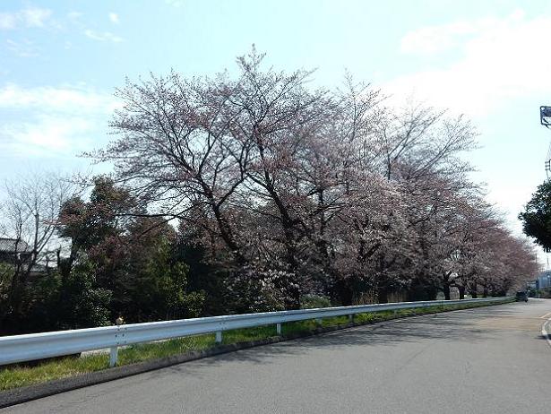 上栢間さくら