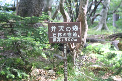 オオヤマレンゲ