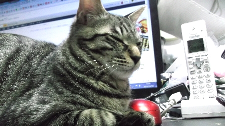 すずひめ　12月20日　パソコン１号機机上　01.jpg
