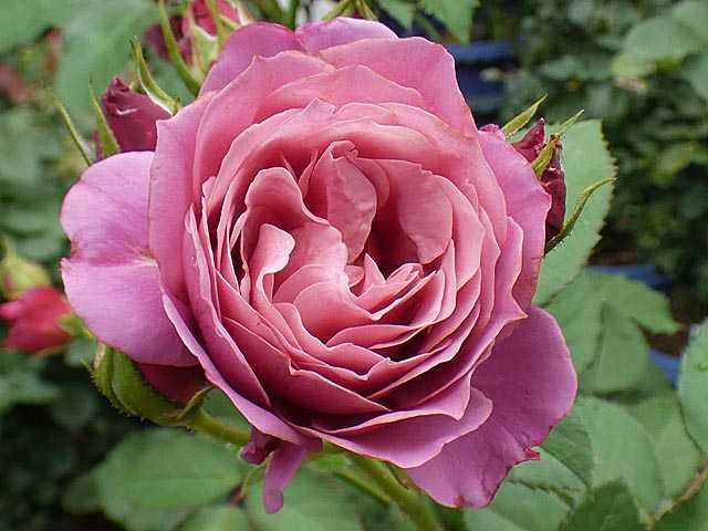 バラで小さな庭づくり バラ庭