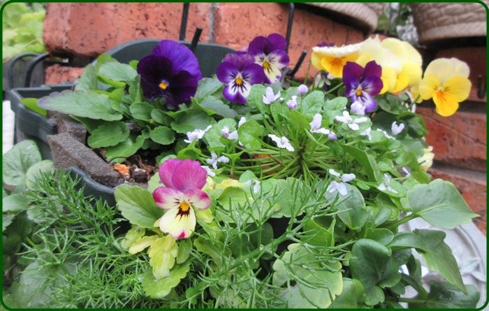 6ページ目の ビオラとパンジー 狭い庭を花いっぱいにする育て方 楽天ブログ