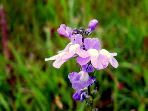 マツバウンランの花の部分