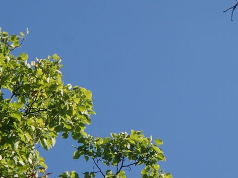 3年ぶりの羅臼岳登山 | 羅臼ゲストハウス 旅人の宿 とおまわり ななめブログ - 楽天ブログ