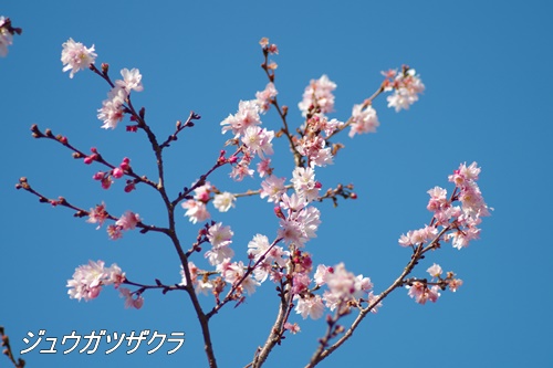 旧芝離宮恩賜庭園にて