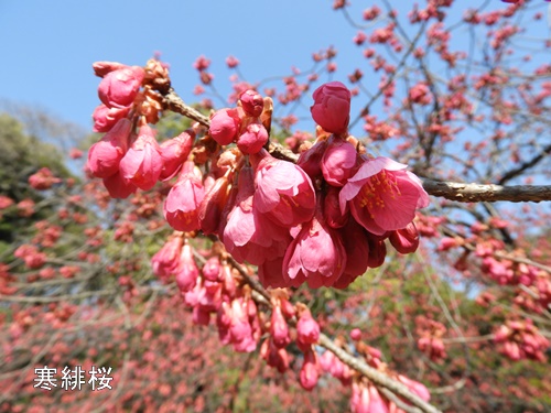 清澄庭園にて