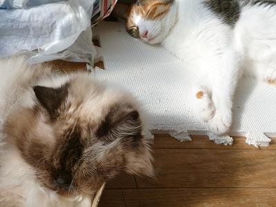 コピー ～ 画像 4126.jpg
