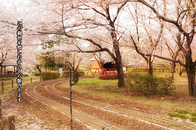 桜散る Gallery天狼星 楽天ブログ