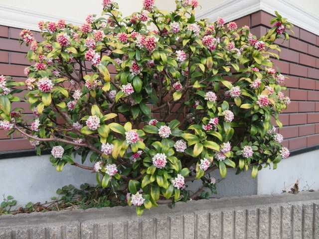 沈丁花 赤と白 キルタンサスの黄色 写真あり 私の好きな花 楽天ブログ