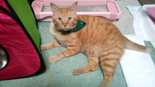 141018-Tissue7-shinpachi1