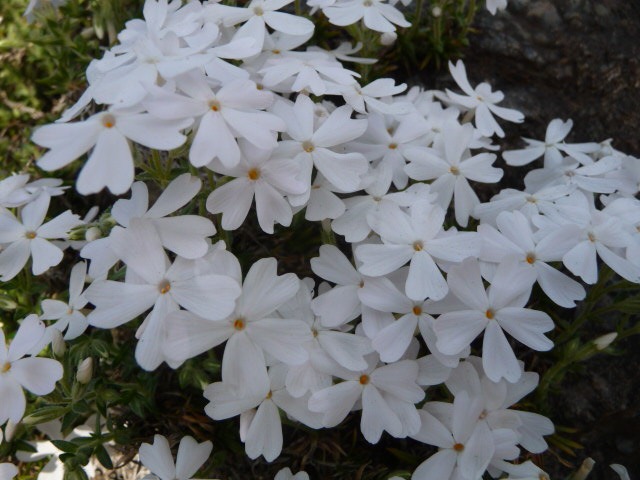 19 芝桜、白