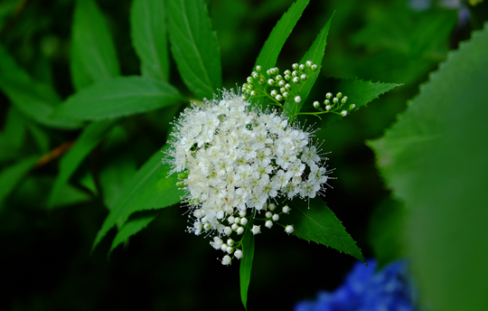 2016 06 06_6477.jpg