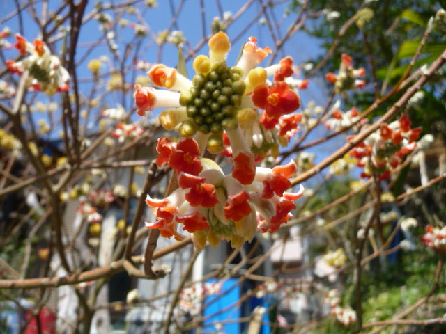 766 赤花三叉