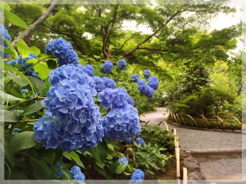 天龍寺百花園