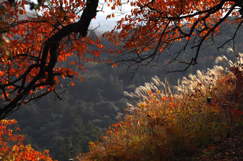 若草山_5.jpg