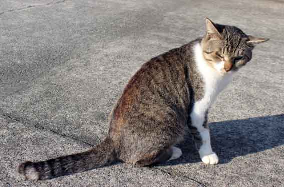 我が家のニャンコ♪2013/11/22-2