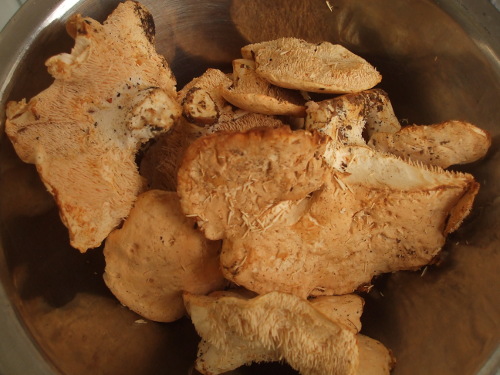 DSCF2224.JPG