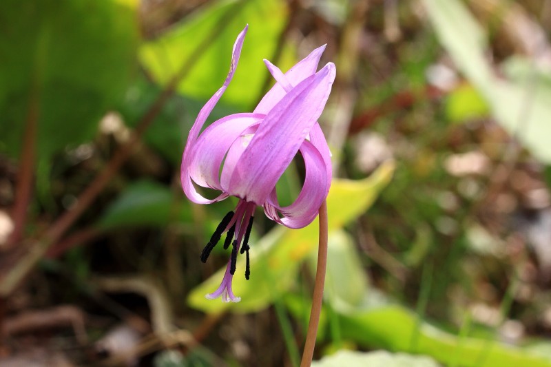 金剛山の花_005-カタクリ.jpg