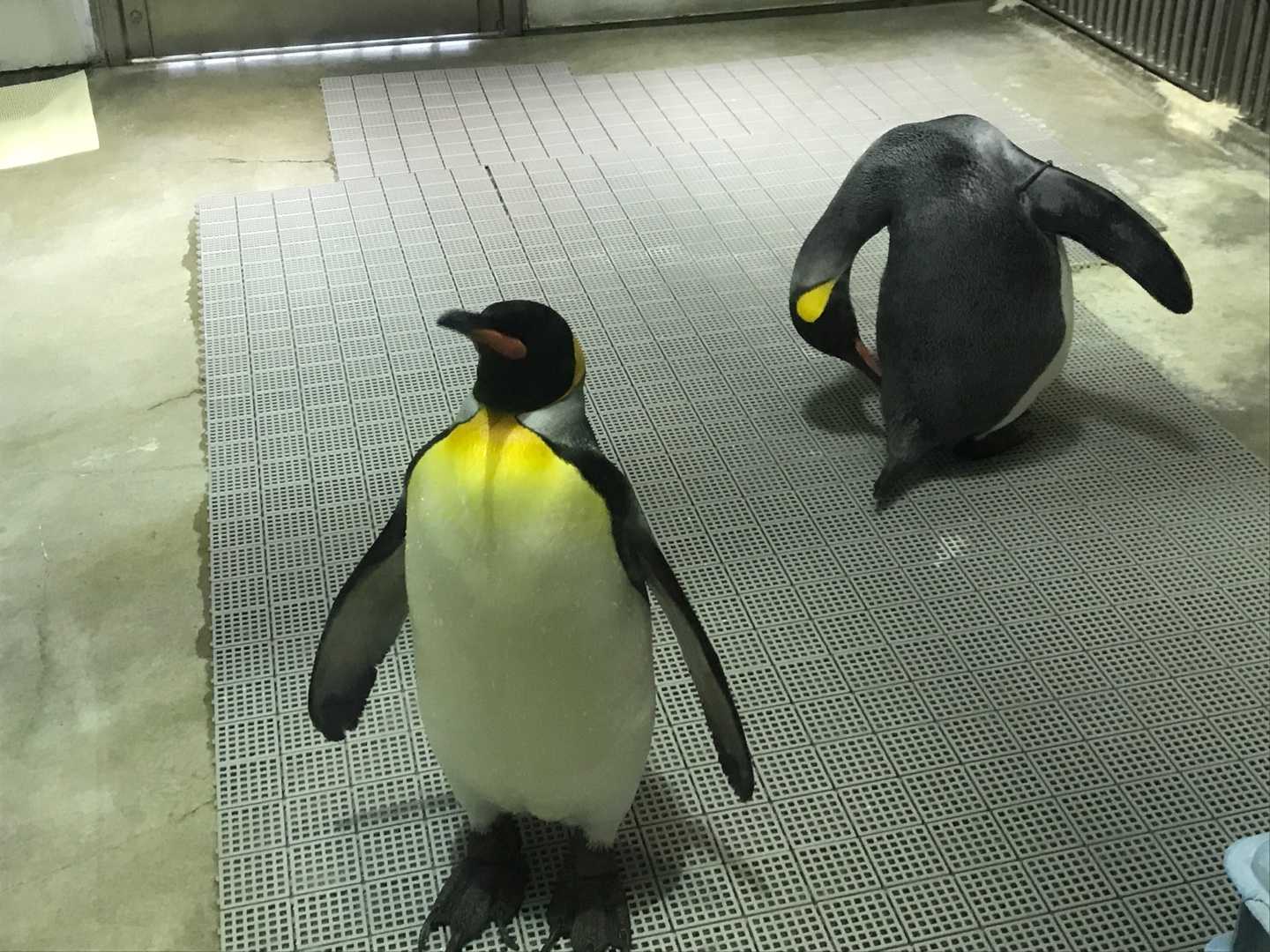 本園 ペンギン舎 今日は誰と会えるかな だいたい東山動植物園 楽天ブログ