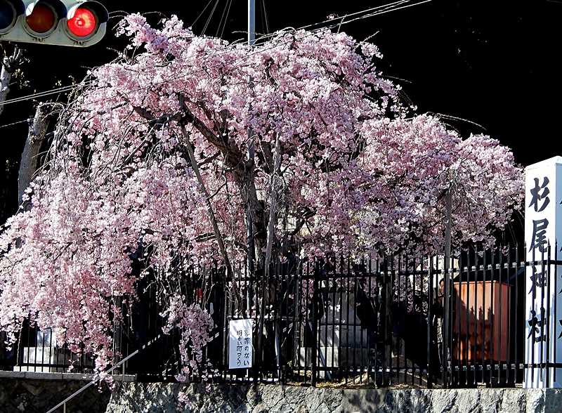 神社の枝垂れ