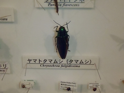 大阪市立自然史博物館2014年10月下旬5　ヤマトタマムシ