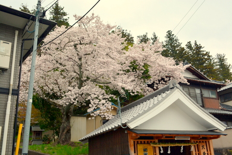 三輪神社の桜