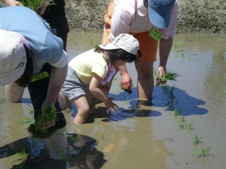 田植え２
