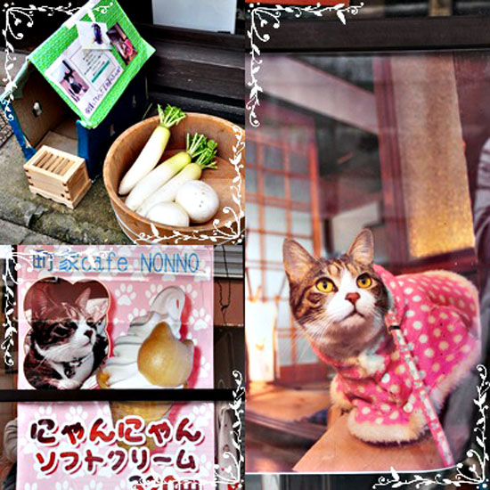 猫