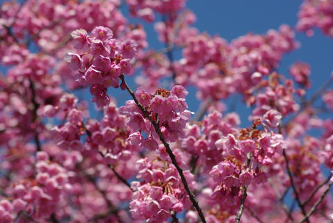 荏原神社の寒緋桜