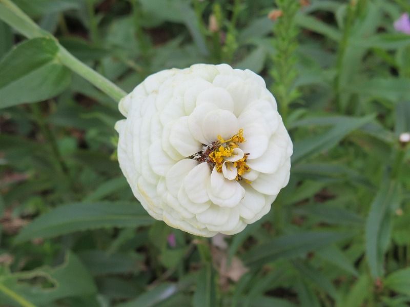 9月29日 9月の花 その５ Gazengamaのブログ 散歩中に出合った花と趣味の陶芸作品 楽天ブログ