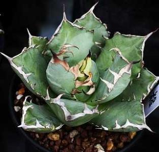 極上総柄　サイカスレボルタ　斑入り　ソテツ　錦　サボテン　アガベ 極上総柄 サイカスレボルタ 斑入り ソテツ 錦 サボテン アガベ