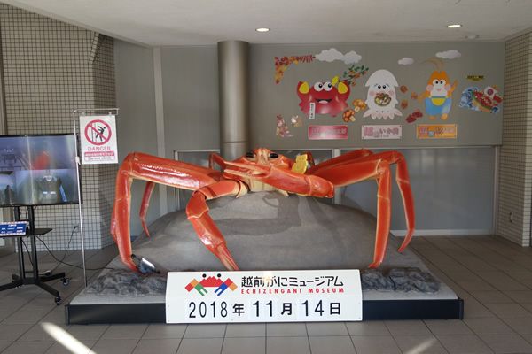 人より大きい 超巨大蟹の写真 越前海岸 ふるさとの宿 こばせ 楽天ブログ