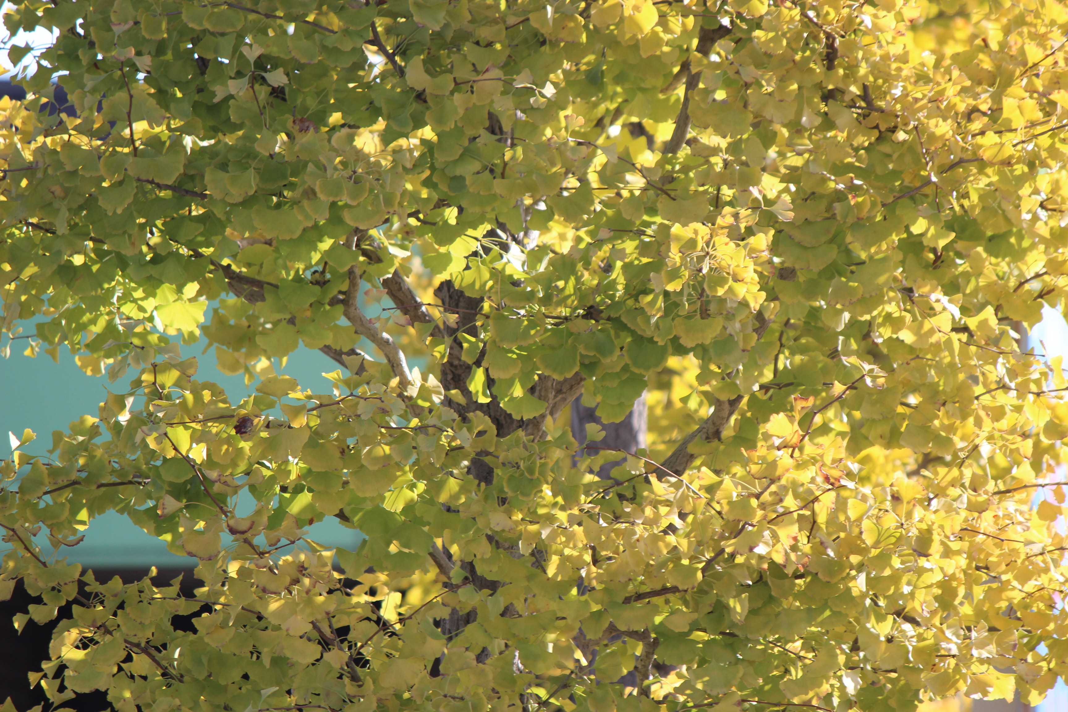 ポプラも紅葉 つれづれ日記 楽天ブログ