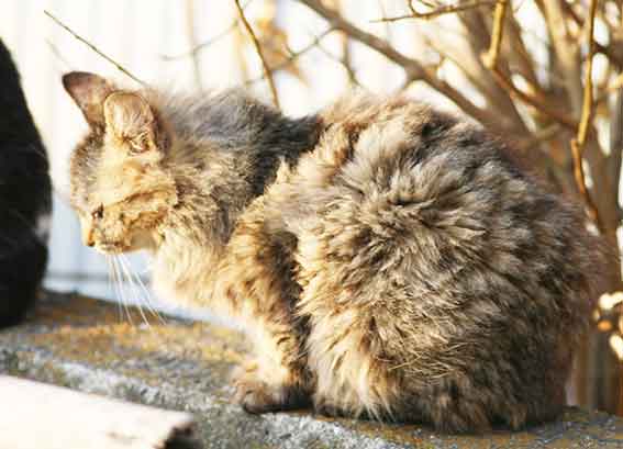 我が家のニャンコ♪2016/2/16-3