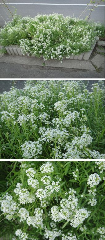 アリッサムが花盛り