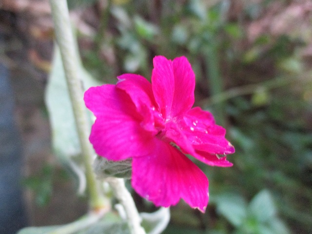 IMG_9590ss.jpg