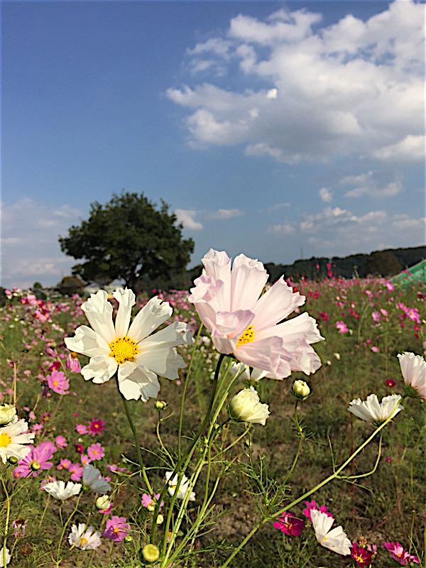 rblog-20151013183427-01.jpg