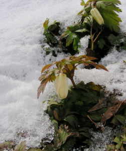 2017-04-13mori-ichige (1).JPG