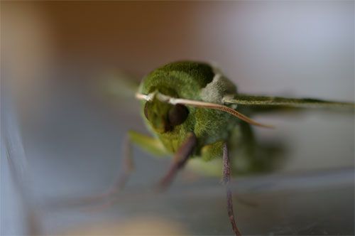 ウンモンスズメ