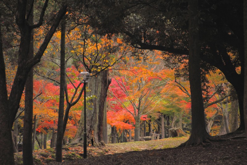 奈良公園の紅葉_001.jpg