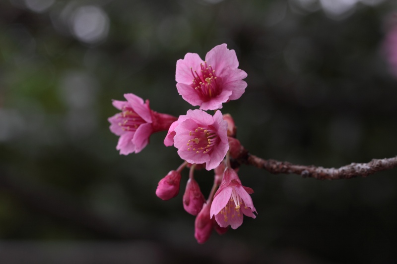 近隣公園の桜_10.jpg