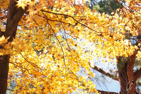 DSC07663.JPG