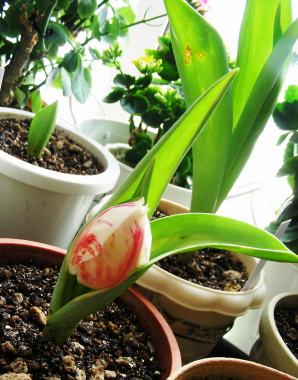2016-02-21tulip.JPG