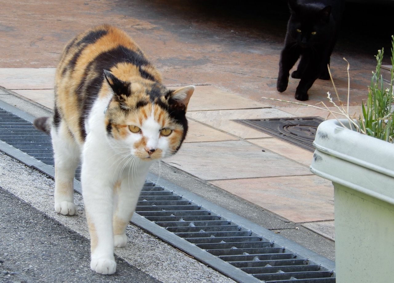 猫が集会してる の巻 人さまのネコ 楽天ブログ