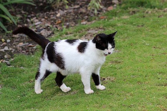 我が家のニャンコ♪2014/07/17-2