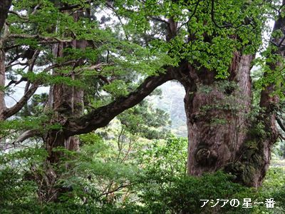 20160601 縄文杉12