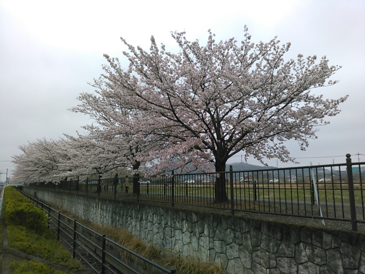 桜KIMG0078.JPG