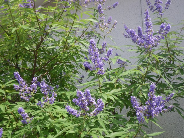 何の花