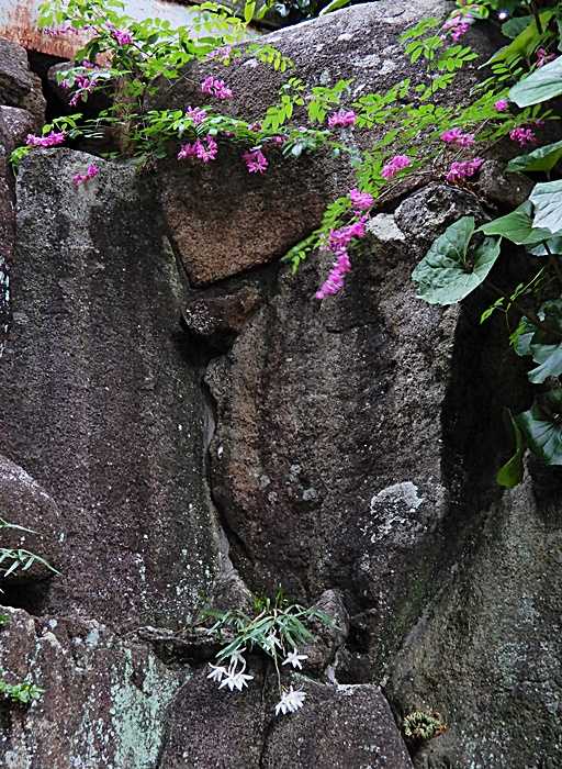 庭石とセッコク1