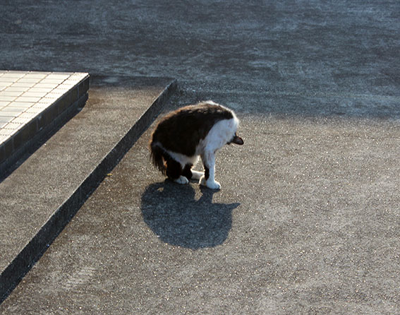 我が家のニャンコ♪2014/04/10-3