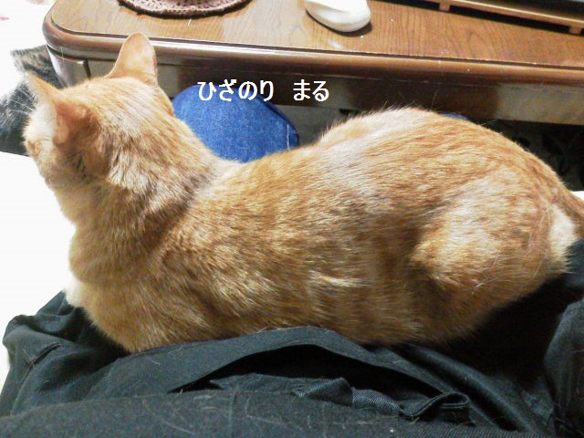 ひざのりまる